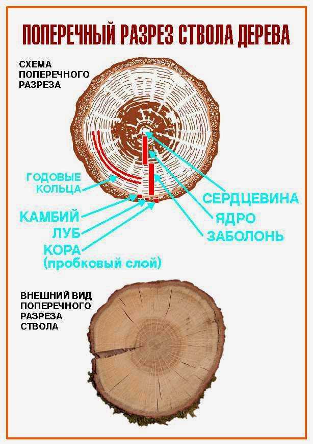 Функции ствола дерева