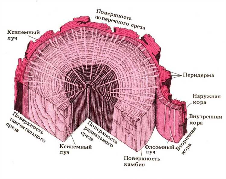 Какие клетки в древесине