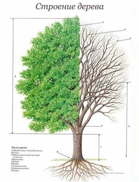 Видна структура дерева